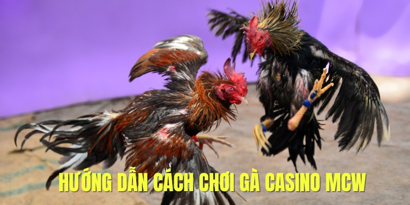 Đá Gà CasinoMCW -cách chơi đá gà MCW 