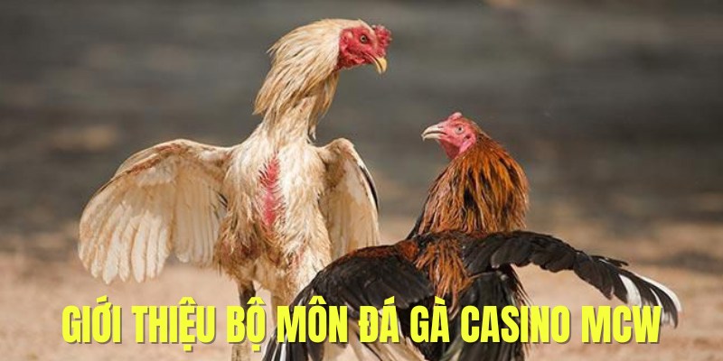 Đá Gà CasinoMCW - giới thiệu